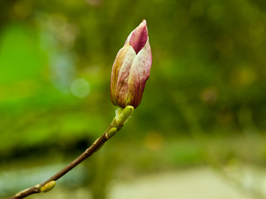Bourgeon poussant sur une branche d'arbre élément bois qi gong saint savin
