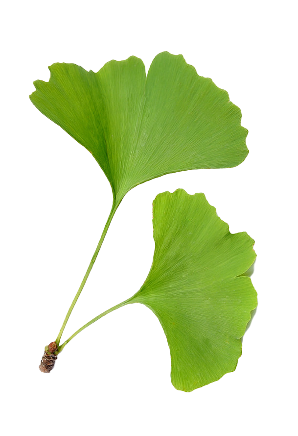 feuilles-de-ginkgo-biloba Photo de feuilles de ginkgo biloa sur fond blanc illustration énergie et mouvements qi gong saint savin isère
