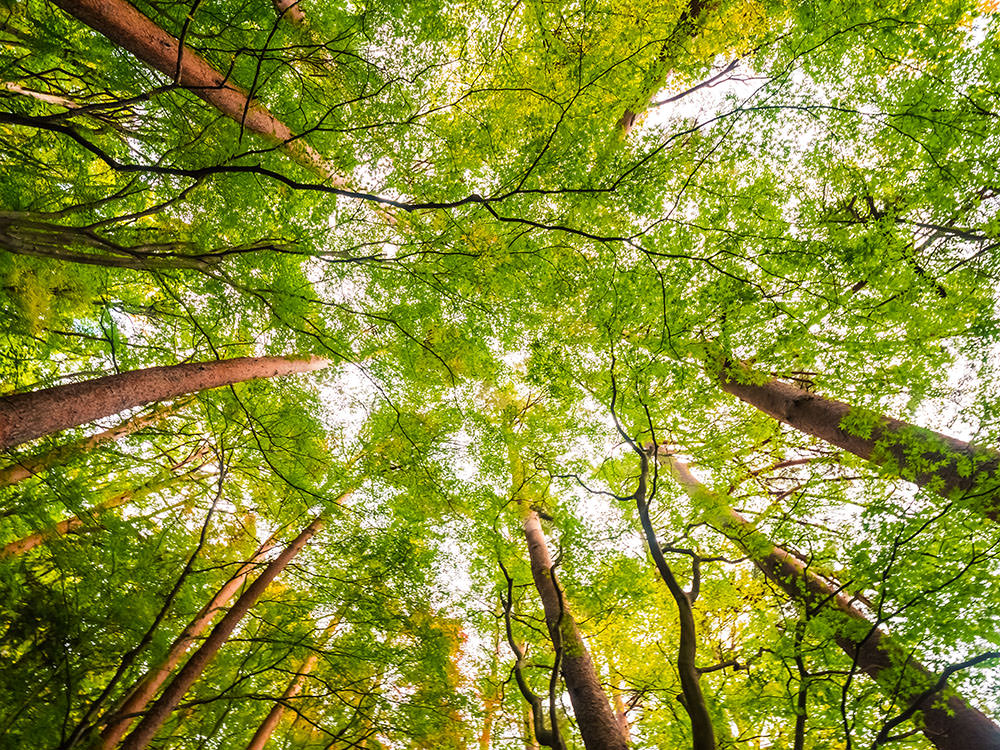 Cours de qi gong saint savin nature arbre 